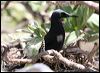 black_noddy_45041