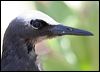 black_noddy_45049