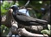black_noddy_45702