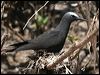 black_noddy_45703