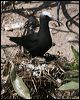 black_noddy_45713