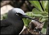 black_noddy_45944