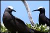 common_blk_noddy_45129