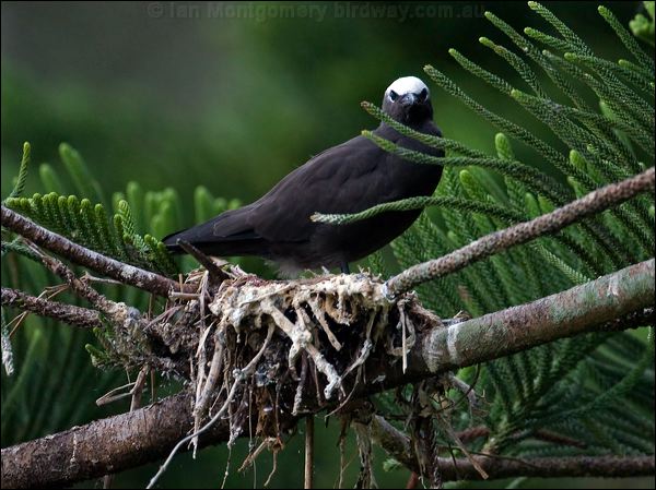 Black Noddy black_noddy_140917.psd