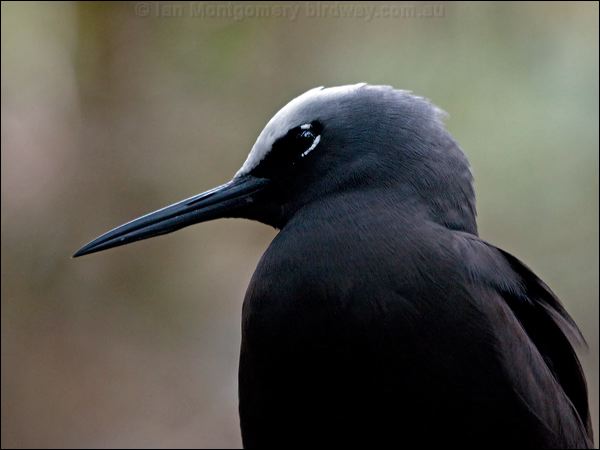 Black Noddy black_noddy_141013.psd