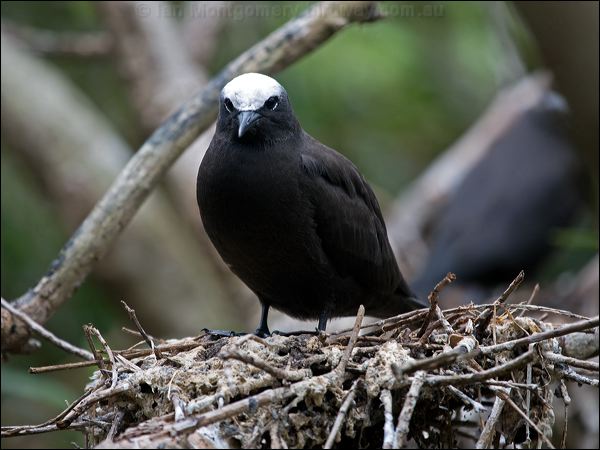 Black Noddy black_noddy_141102.psd