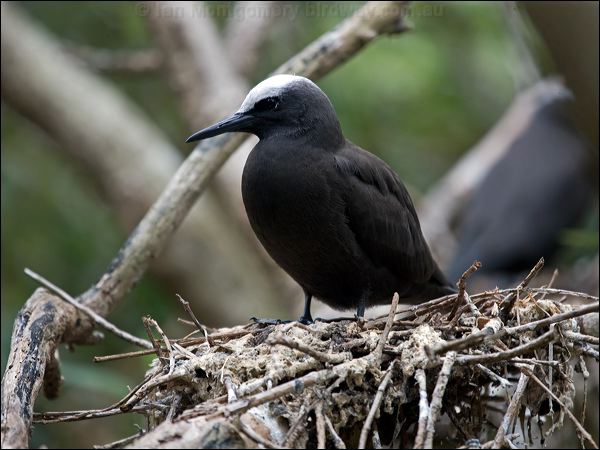 Black Noddy black_noddy_141103.psd