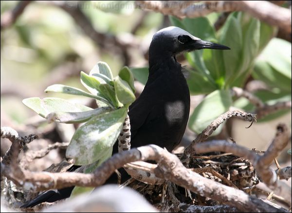 Black Noddy black_noddy_45041.psd