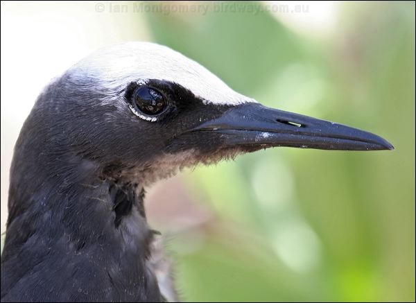 Black Noddy black_noddy_45049.psd