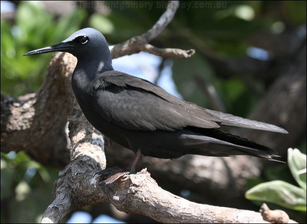 Black Noddy black_noddy_45702.psd