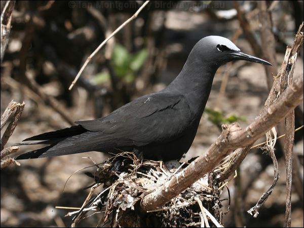 Black Noddy black_noddy_45703.psd