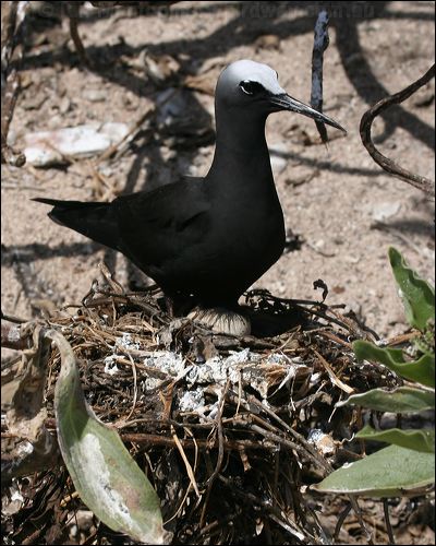 Black Noddy black_noddy_45713.psd