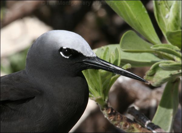 Black Noddy black_noddy_45944.psd
