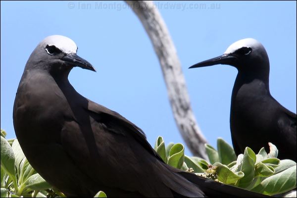 Black Noddy common_blk_noddy_45129.psd