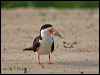 black_skimmer_204369