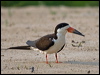 black_skimmer_204371