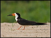 black_skimmer_204373