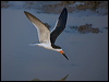 black_skimmer_204455
