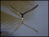 black_skimmer_204458