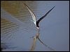black_skimmer_204459
