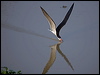 black_skimmer_204465