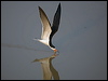 black_skimmer_204470