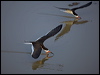black_skimmer_204478