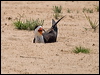 black_skimmer_205358