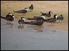 black_skimmer_205364