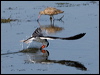 black_skimmer_79890