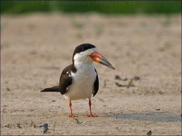 Black Skimmer black_skimmer_204369.psd