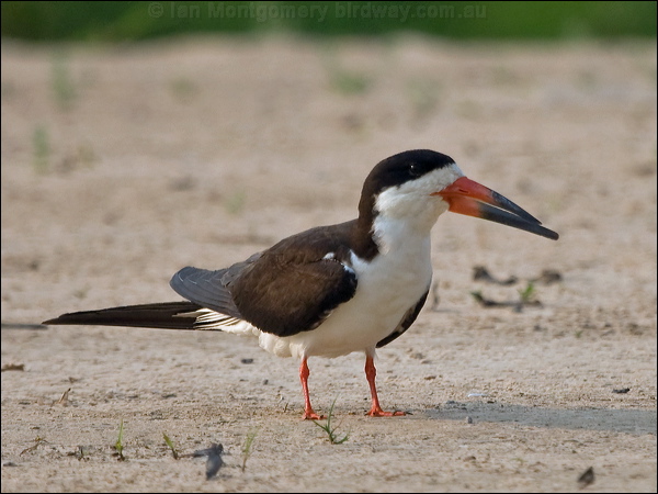 Black Skimmer black_skimmer_204371.psd