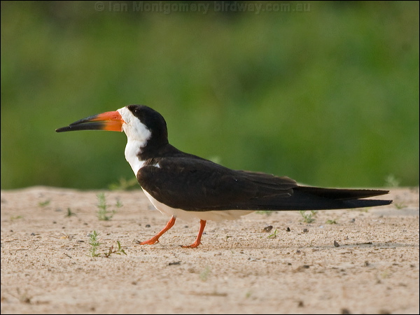Black Skimmer black_skimmer_204373.psd