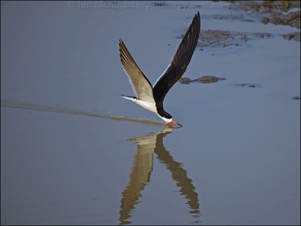 Black Skimmer black_skimmer_204450.psd