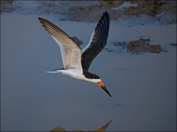 Black Skimmer black_skimmer_204455.psd