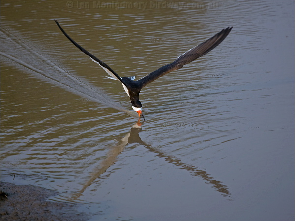 Black Skimmer black_skimmer_204458.psd