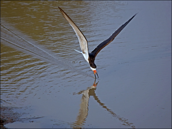 Black Skimmer black_skimmer_204459.psd