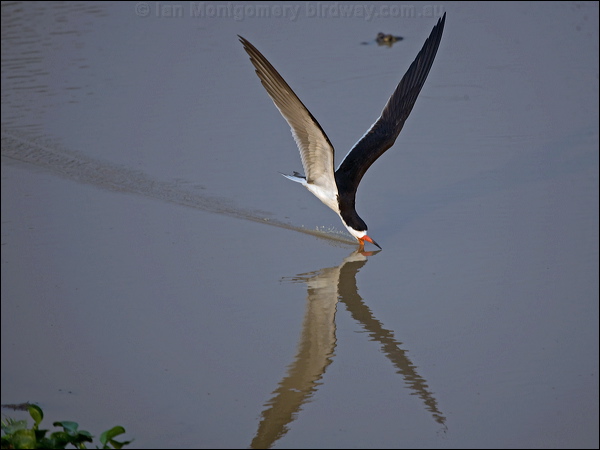 Black Skimmer black_skimmer_204465.psd