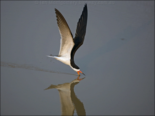 Black Skimmer black_skimmer_204470.psd