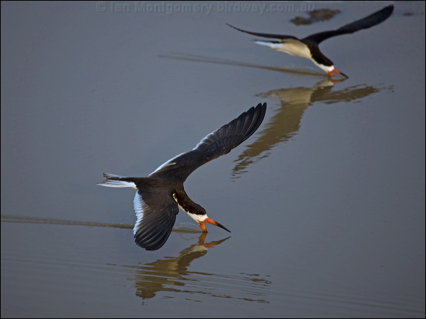 Black Skimmer black_skimmer_204478.psd