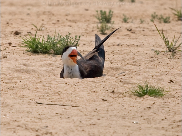 Black Skimmer black_skimmer_205358.psd