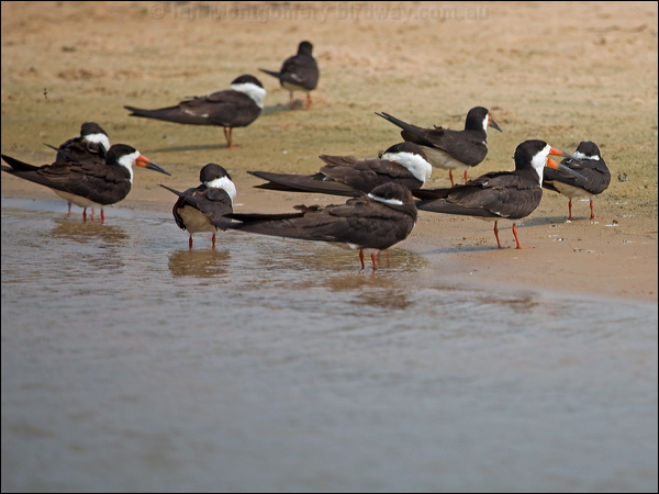 Black Skimmer black_skimmer_205364.psd