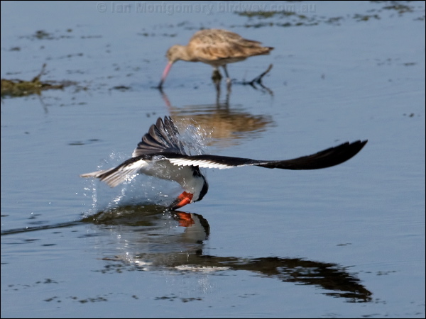 Black Skimmer black_skimmer_79890.psd