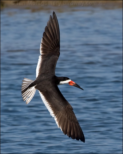 Black Skimmer black_skimmer_79892.psd
