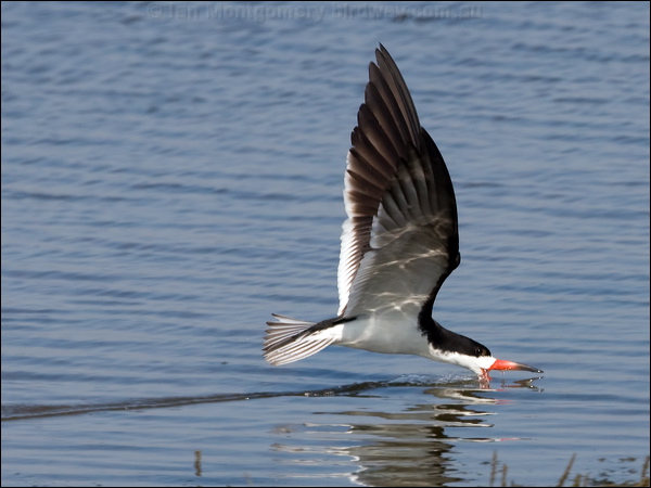 Black Skimmer black_skimmer_79897.psd