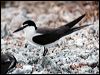 bridled_tern_01