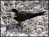 Click here to enter gallery and see photos of gallery and see photos of Bridled Tern