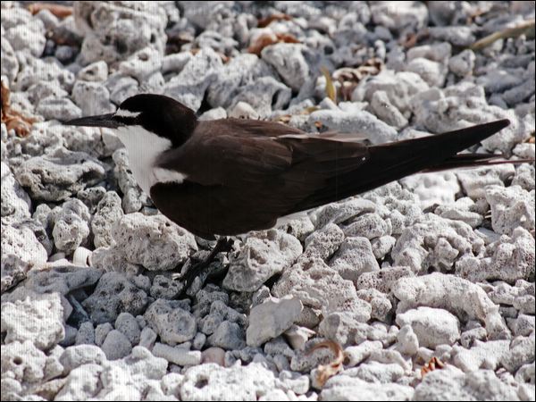 Bridled Tern bridled_tern_04.jpg