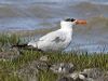 caspian_tern_113878