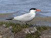 Click here to enter gallery and see photos of Caspian Tern